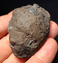 Load image into Gallery viewer, Jurassic ichthyosaur coprolite (poo) from Lyme Regis (54mm)