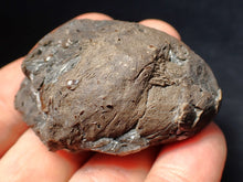 Load image into Gallery viewer, Jurassic ichthyosaur coprolite (poo) from Lyme Regis (54mm)