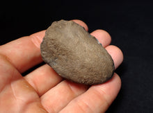 Load image into Gallery viewer, Jurassic ichthyosaur coprolite (poo) from Lyme Regis (54mm)