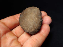 Load image into Gallery viewer, Jurassic ichthyosaur coprolite (poo) from Lyme Regis (54mm)