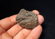 Load image into Gallery viewer, Jurassic ichthyosaur coprolite (poo) from Lyme Regis (41mm)