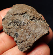 Load image into Gallery viewer, Jurassic ichthyosaur coprolite (poo) from Lyme Regis (41mm)