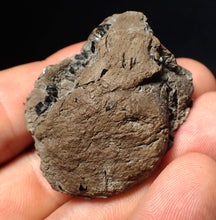 Load image into Gallery viewer, Jurassic ichthyosaur coprolite (poo) from Lyme Regis (41mm)