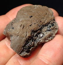 Load image into Gallery viewer, Jurassic ichthyosaur coprolite (poo) from Lyme Regis (41mm)