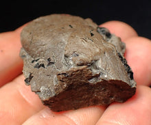 Load image into Gallery viewer, Jurassic ichthyosaur coprolite (poo) from Lyme Regis (41mm)