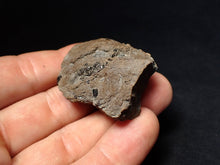 Load image into Gallery viewer, Jurassic ichthyosaur coprolite (poo) from Lyme Regis (41mm)