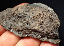 Load image into Gallery viewer, Large Jurassic ichthyosaur coprolite (poo) from Lyme Regis (68mm)