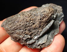 Load image into Gallery viewer, Large Jurassic ichthyosaur coprolite (poo) from Lyme Regis (68mm)