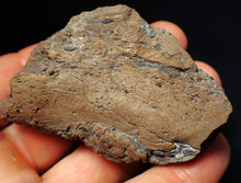 Load image into Gallery viewer, Large Jurassic ichthyosaur coprolite (poo) from Lyme Regis (68mm)