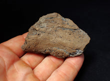 Load image into Gallery viewer, Large Jurassic ichthyosaur coprolite (poo) from Lyme Regis (68mm)