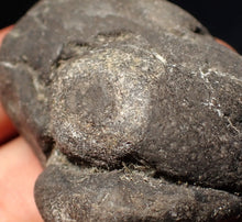 Load image into Gallery viewer, Rare Jurassic ichthyosaur coprolite (poo) with vertebra from Lyme Regis (48mm)