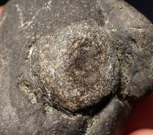 Load image into Gallery viewer, Rare Jurassic ichthyosaur coprolite (poo) with vertebra from Lyme Regis (48mm)