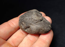 Load image into Gallery viewer, Rare Jurassic ichthyosaur coprolite (poo) with vertebra from Lyme Regis (48mm)