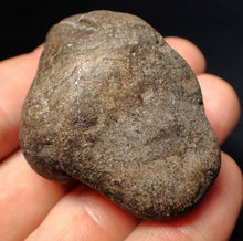 Load image into Gallery viewer, Rare Jurassic ichthyosaur coprolite (poo) with vertebra from Lyme Regis (48mm)