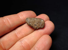 Load image into Gallery viewer, Jurassic ichthyosaur coprolite (poo) from Lyme Regis (25mm)