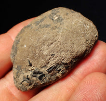 Load image into Gallery viewer, Jurassic ichthyosaur coprolite (poo) from Lyme Regis (48mm)