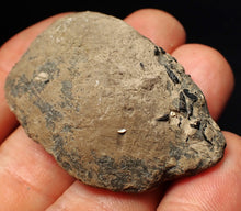 Load image into Gallery viewer, Jurassic ichthyosaur coprolite (poo) from Lyme Regis (48mm)