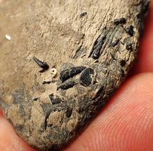 Load image into Gallery viewer, Jurassic ichthyosaur coprolite (poo) from Lyme Regis (48mm)