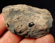 Load image into Gallery viewer, Jurassic ichthyosaur coprolite (poo) from Lyme Regis (48mm)