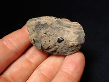 Load image into Gallery viewer, Jurassic ichthyosaur coprolite (poo) from Lyme Regis (48mm)