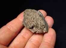 Load image into Gallery viewer, Jurassic ichthyosaur coprolite (poo) from Lyme Regis (43mm)