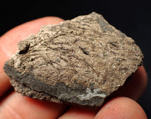 Load image into Gallery viewer, Jurassic ichthyosaur coprolite (poo) from Lyme Regis (43mm)