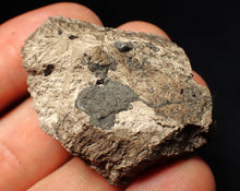 Load image into Gallery viewer, Jurassic ichthyosaur coprolite (poo) from Lyme Regis (43mm)