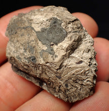 Load image into Gallery viewer, Jurassic ichthyosaur coprolite (poo) from Lyme Regis (43mm)