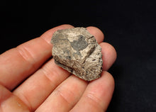 Load image into Gallery viewer, Jurassic ichthyosaur coprolite (poo) from Lyme Regis (43mm)