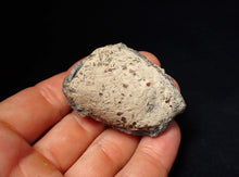 Load image into Gallery viewer, Jurassic ichthyosaur coprolite (poo) from Lyme Regis (55mm)