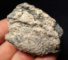 Load image into Gallery viewer, Jurassic ichthyosaur coprolite (poo) from Lyme Regis (55mm)