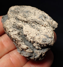 Load image into Gallery viewer, Jurassic ichthyosaur coprolite (poo) from Lyme Regis (55mm)