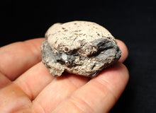 Load image into Gallery viewer, Jurassic ichthyosaur coprolite (poo) from Lyme Regis (55mm)