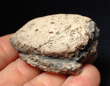 Load image into Gallery viewer, Jurassic ichthyosaur coprolite (poo) from Lyme Regis (55mm)