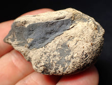 Load image into Gallery viewer, Jurassic ichthyosaur coprolite (poo) from Lyme Regis (51mm)