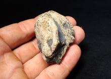 Load image into Gallery viewer, Jurassic ichthyosaur coprolite (poo) from Lyme Regis (51mm)