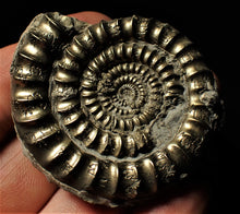Load image into Gallery viewer, High quality pyrite Orthechioceras ammonite (52 mm)