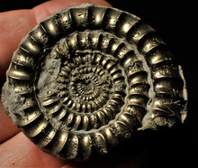 Load image into Gallery viewer, High quality pyrite Orthechioceras ammonite (52 mm)