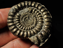 Load image into Gallery viewer, High quality pyrite Orthechioceras ammonite (52 mm)