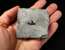 Load image into Gallery viewer, Jurassic hybodont shark's tooth from Lyme Regis (17mm)