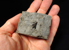 Load image into Gallery viewer, Jurassic ichthyosaur tooth from Lyme Regis (13mm)