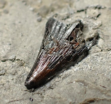 Load image into Gallery viewer, Jurassic ichthyosaur tooth from Lyme Regis (13mm)