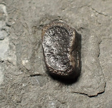 Load image into Gallery viewer, Jurassic ichthyosaur bones (shoulder and skull) in shale from Lyme Regis