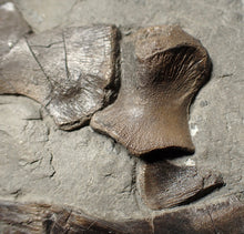 Load image into Gallery viewer, Jurassic ichthyosaur bones (shoulder and skull) in shale from Lyme Regis