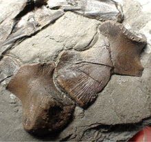 Load image into Gallery viewer, Jurassic ichthyosaur bones (shoulder and skull) in shale from Lyme Regis