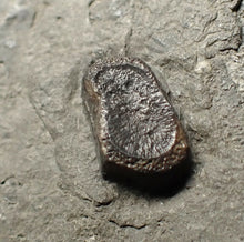 Load image into Gallery viewer, Jurassic ichthyosaur bones (shoulder and skull) in shale from Lyme Regis