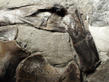 Load image into Gallery viewer, Jurassic ichthyosaur bones (shoulder and skull) in shale from Lyme Regis
