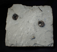 Load image into Gallery viewer, Jurassic ichthyosaur bones (vertebrae) in shale from Lyme Regis