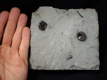 Load image into Gallery viewer, Jurassic ichthyosaur bones (vertebrae) in shale from Lyme Regis