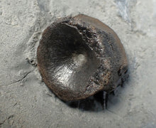 Load image into Gallery viewer, Jurassic ichthyosaur bones (vertebrae) in shale from Lyme Regis